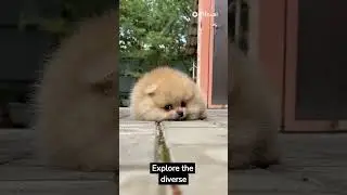dogs were the first animals to be domesticated by humans  1