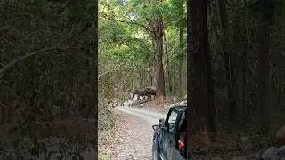 Elephants Jim Corbett,, sitabani zone,,#jungle #jimcorbett #wildlife #safari #sitabani