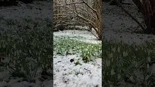 Snow Drops in the snow