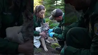 Saving a Wolf Pup