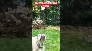 n&atilde;o pega meu brinquedo #pitbull #pitbulls #pitbulldog #viral #viralvideo #pets #petlover #cachorro