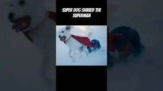 SUPER DOG SAVED THE SUPERMAN STATUS | STATUS VIDEO#dc #superman #superdog#shorts #attitude