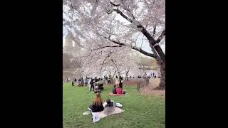 Yoshino cherry blossoms at Cherry Hill in Central Park in New York City April 6, 2025