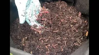 Outdoor Worm Bin Feeding #12 Approx 500 Composting Worms + Short Time Lapse | Vermicompost Worm Farm