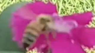 🌼🐝 HONEY BEE CAN'T WAIT😂 #savethebees