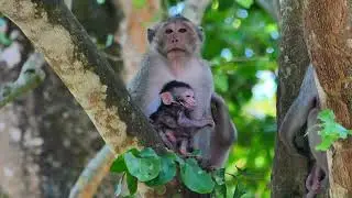 wow!! so delicious fruit for family Jazzy . Button on tree