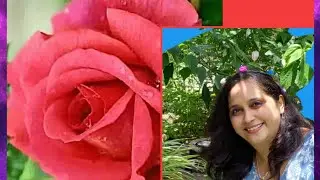 Homemade Rose Water | Distillation method