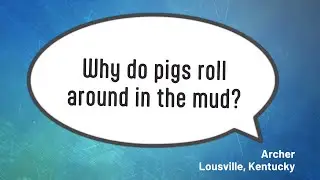 Why do pigs roll around in the mud?