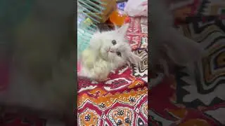white Persian cat, Persian cat, Persian kitten, kitten play, Playing cat, cat play with ball #short