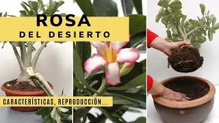 Todo sobre la Rosa del desierto: caracter&iacute;sticas, reproducci&oacute;n y plantaci&oacute;n - Jardinatis