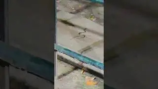 ആയില്യംപൂജ കഴിഞ്ഞ് അമ്മ മടങ്ങുമ്പോൾ ക്ഷേത്രത്തിൻ്റെ വടക്കുഭാഗത്ത് കണ്ട കാഴ്ച #mannarasala