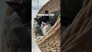 Can Cats Eat Human Food?