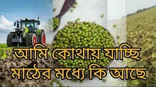 Vlog 23 l মাঠে কি আছে 🌾l Pulses Farming video l Vlog Video l Bengali Vlog l#Ashimnaskar vlog#