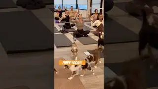 Puppy Yoga! #puppyyoga #yoga #wellness #relaxation #happiness #joy #puppy #snoopdogg #dogg #podcast