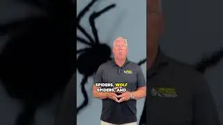 What Are the Common Spider Species Found Indoors During Winter?