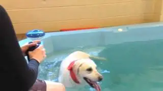 Holistic Vet Care - Water Therapy for Dogs