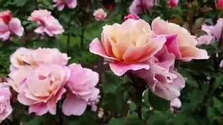 Portland Rose Garden 2016