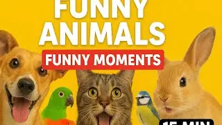 COMPIL Cat Fails, Silly Dogs & Fun Moments : 15-Minute Compilation &bull;