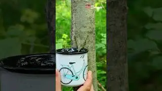 The Secret to Making Trees Grow #tree #growth #easy #smart