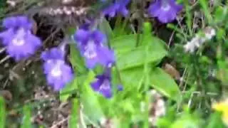 Irish Wildflowers 2 - Large or Greater Butterwort.