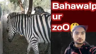 Uncovering the Beauty of Bahawalpur Zoo&rsquo;s Animal Kingdom