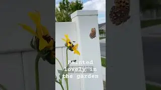 Butterfly in the skyyyy (feel free to sing along, pals!) #garden #pollinators #butterfly