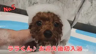 ララくん♪お迎え後、初めての入浴に行ってきました☆彡そして初めての洋服は違和感で大暴れ！！