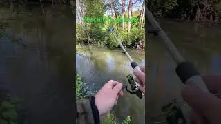 Pescuit la  păstrăv 🎣 #shimano #stella #fishing #illex #nature #silent