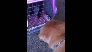 Pekingese and puginese mad