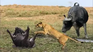 Amazing Buffaloes Chasing Lion To Save Fellow | Lion Hunting Fail