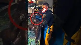 What is this strange fish?