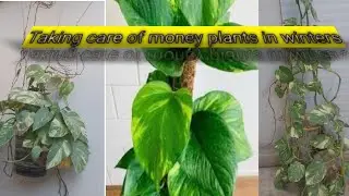 Care of money plants in winters|Tips to survive money plants in winters@PlantsNPlants-aj