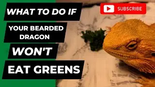 What to Do if Your Bearded Dragon Won't Eat Greens