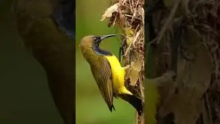 Graceful Bird in Motion | Amazing Sky Flight Moments #BirdFlying #NatureVideo #Relaxing #Wildlife