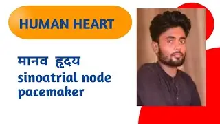 Human Heart मानव हृदय Sinoatrial node pacemaker