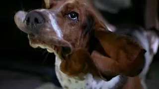 Basset Hound in Slow Motion