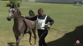 N 16 MSHARY KR   Middle East Championship 2024   Yearling Colts Section A Class 2A