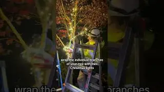 How to Decorate Trees with Christmas Lights #xmaslights #christmasdecorations