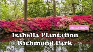 Richmond Park Isabella Plantation London UK - Sunny Relaxing Walk Full Bloom Azaleas & Rhododendrons