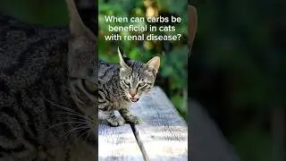 When can carbs be helpful in cats with renal disease #vngpets #veterinarynutritionist #catnutrition