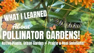 What I Learned about Pollinator Gardens!🐝#pollinatorgarden #nativeplants #urbangardening