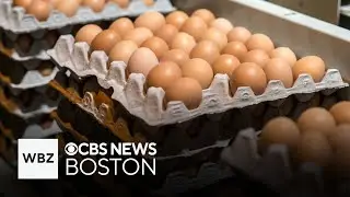 Are eggs unhealthy? Research shows they're not risky for most people