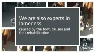 Adelaide Farriers - Experts in Performance - CALL 0488 060 321
