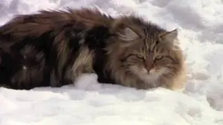 Astera Siberian Cats
