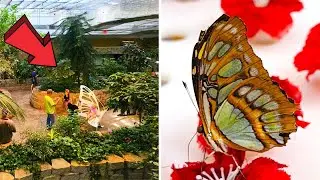 The Butterfly Palace & Rainforest Adventure Branson Missouri Full Tour
