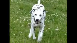 GoPro Video Secrets: Cats And Dogs In Slow Motion