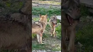 The Wolf&lsquo;s Gaze #shorts #springonshorts #wolf #viral #wolfpack #viralanimals