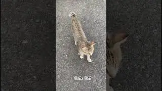 Cute Cat #cute #cutecat #cuteanimal #animals #interesting #cutecat #catlife #catshorts #catlovers