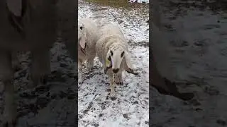 Овечки Кайла идут к жениху