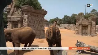 تربية الفيلة بحديقة الحيوانات عين السبع